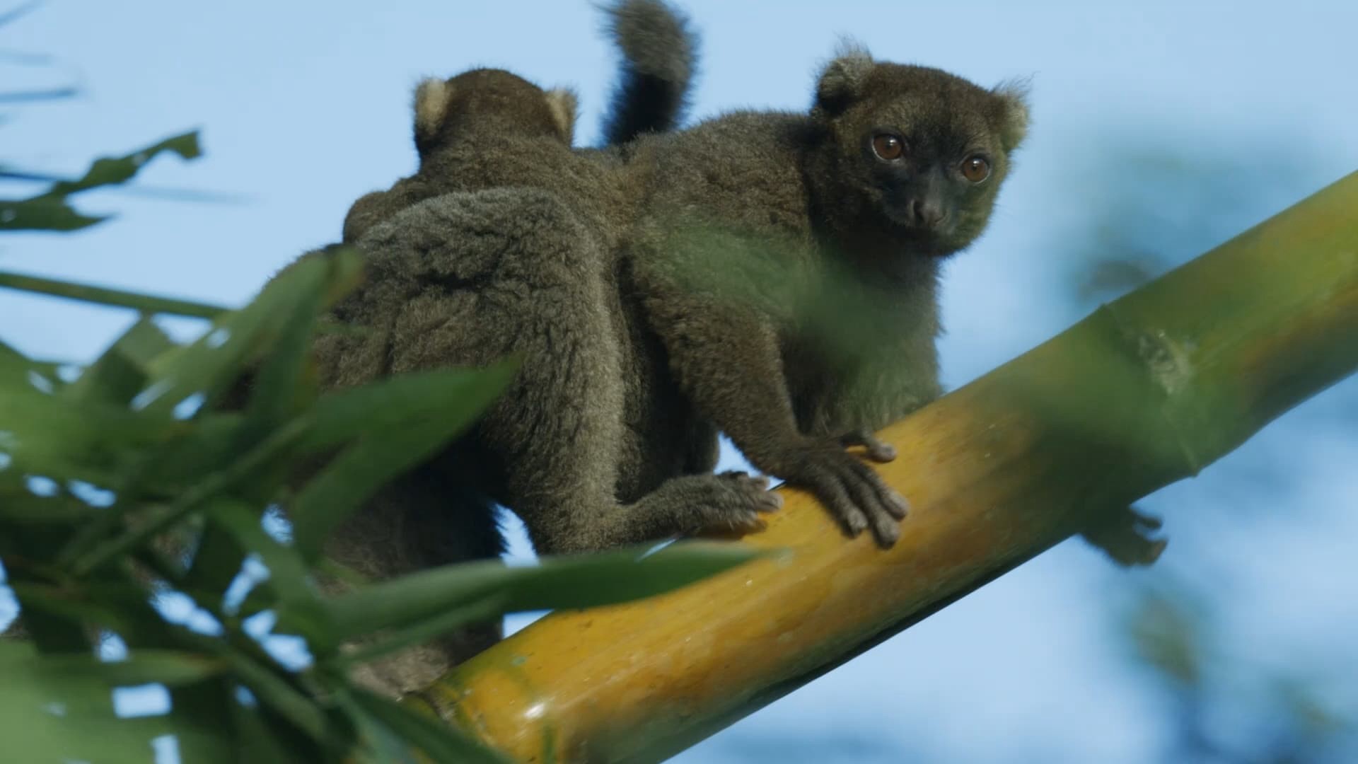 Madagascar: Africa's Galapagos Vietsub